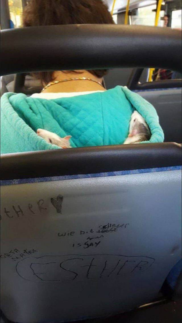 Daily Picdump