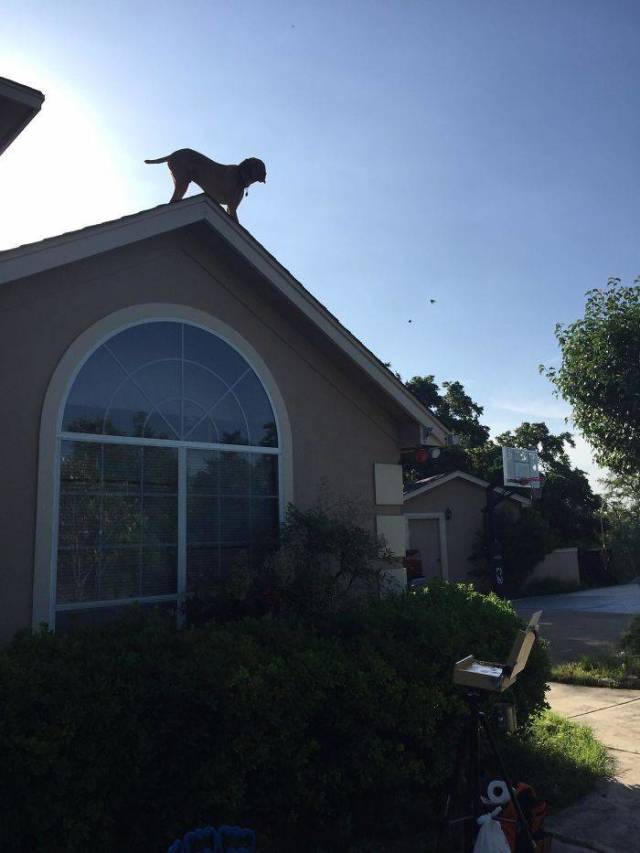 Dog Greets His Owner In A Way That Scares Everyone Else In The Neighborhood