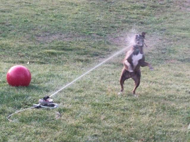 Daily Picdump
