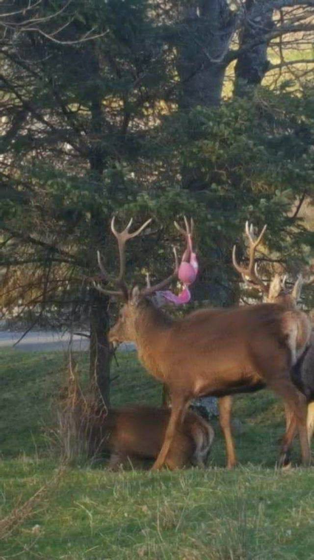 Daily Picdump