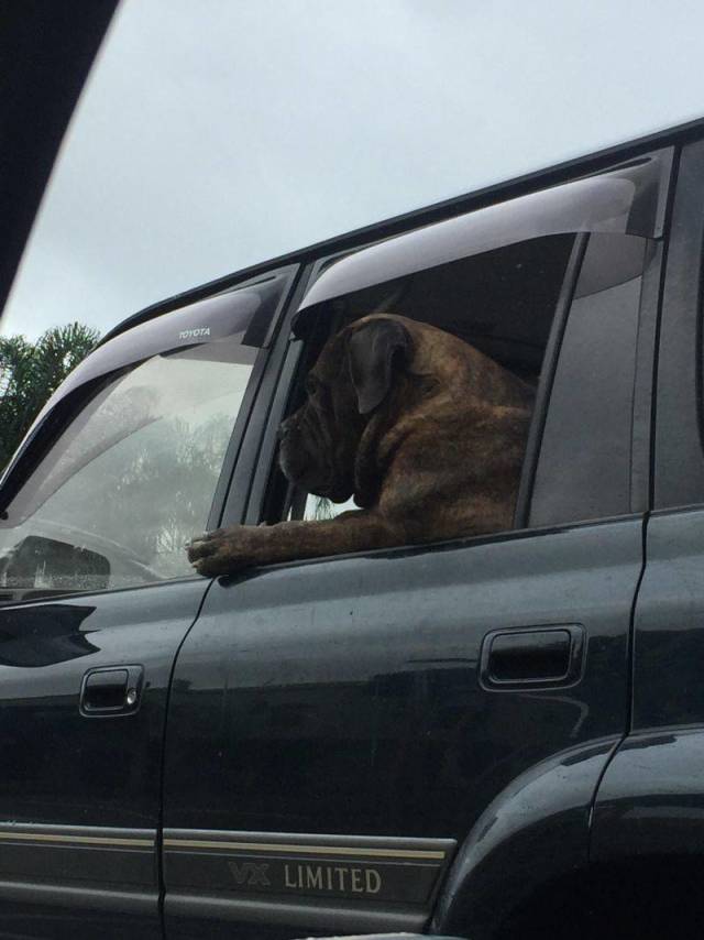 Daily Picdump