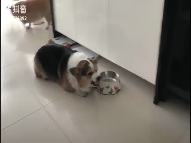 Corgis Are Obviously Useless As Guard Dogs