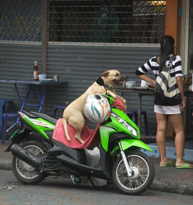 Daily Picdump