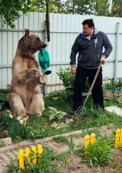 In Russia, Bears Are Pets