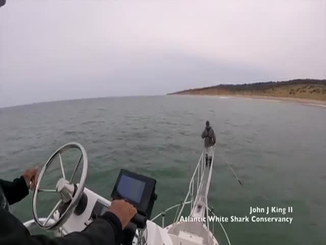 Sometimes White Sharks Surprise Even Those Who Study Them