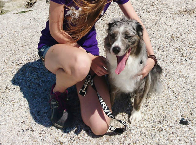 Service Dog Trainer Talks About Why Fake Service Dogs Are A Real Problem