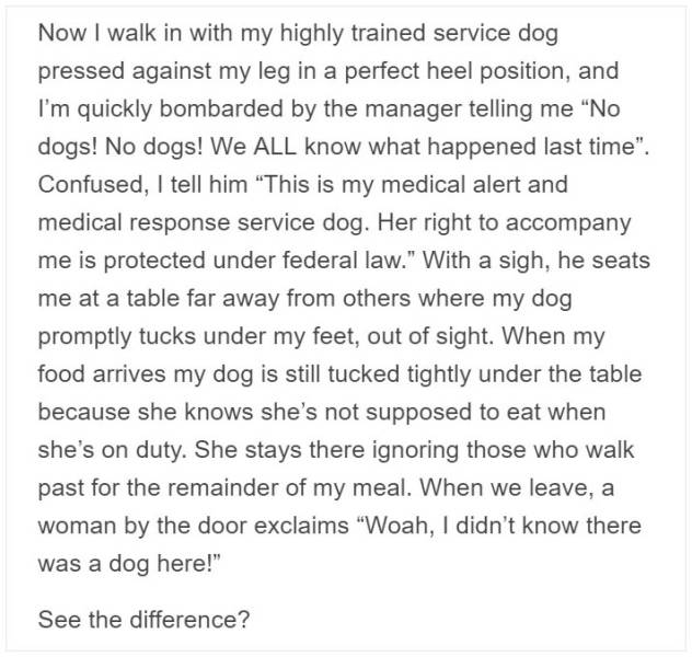 Service Dog Trainer Talks About Why Fake Service Dogs Are A Real Problem