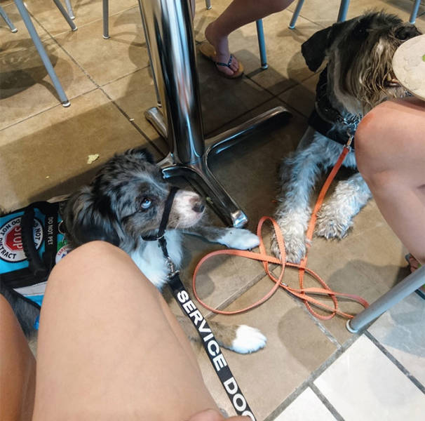 Service Dog Trainer Talks About Why Fake Service Dogs Are A Real Problem