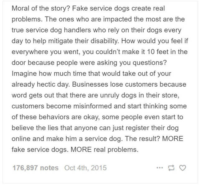 Service Dog Trainer Talks About Why Fake Service Dogs Are A Real Problem