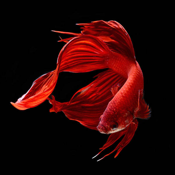 Fish Photography Has Never Been So Beautiful