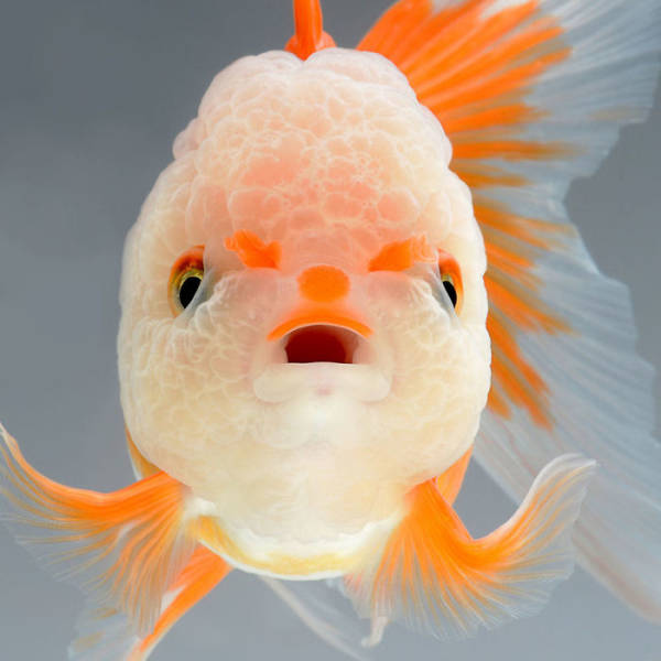 Fish Photography Has Never Been So Beautiful