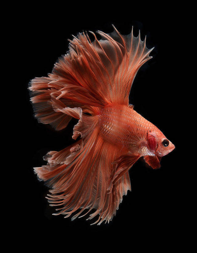 Fish Photography Has Never Been So Beautiful