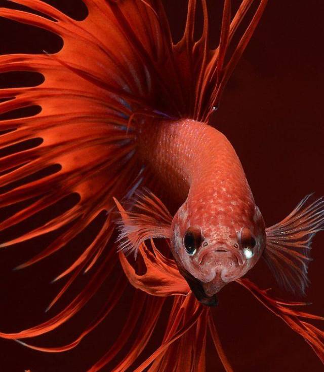 Fish Photography Has Never Been So Beautiful