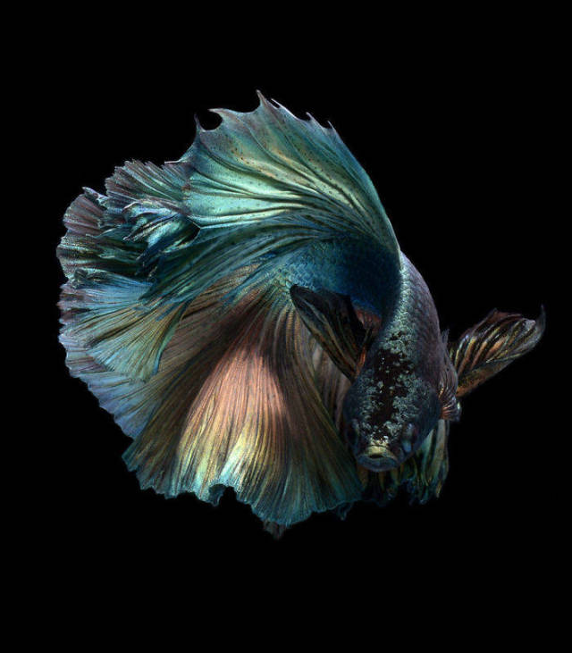 Fish Photography Has Never Been So Beautiful