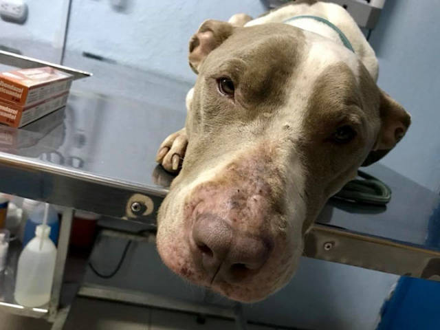 Abused Dog Saved From Its Owner Finally Returns To Normal Conditions