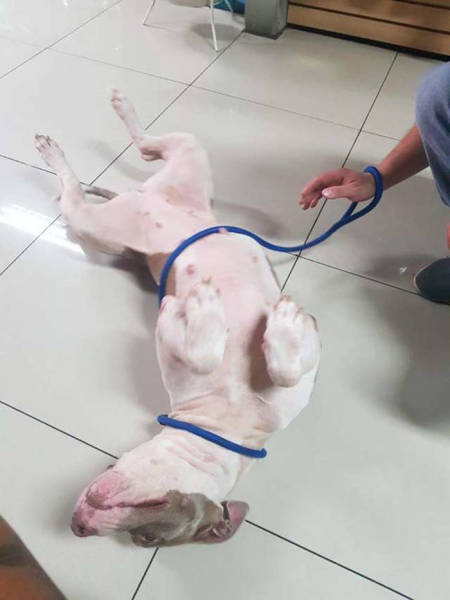 Abused Dog Saved From Its Owner Finally Returns To Normal Conditions