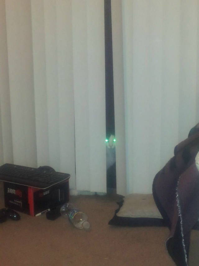 Daily Picdump