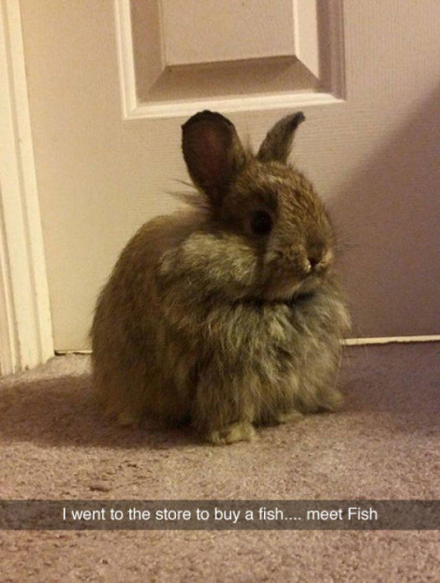Animals Should Have Their Own Snapchats!