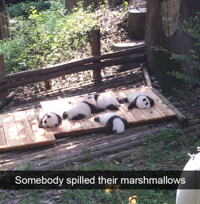 Animals Should Have Their Own Snapchats!