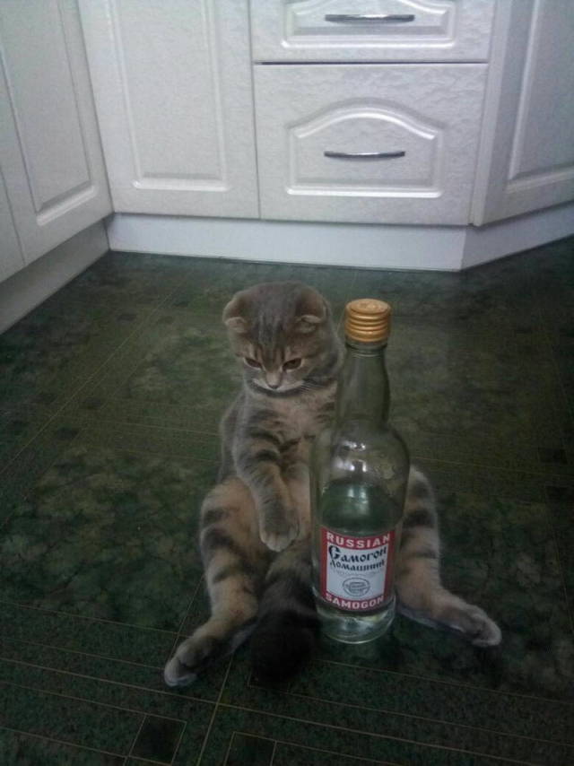 Daily Picdump