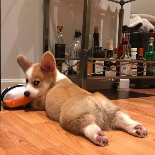Daily Picdump