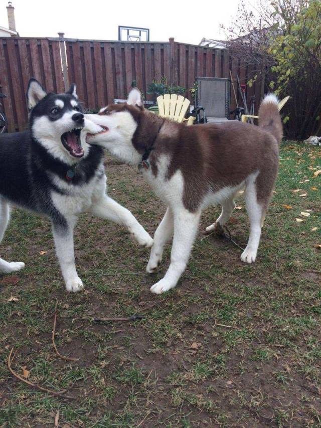 Daily Picdump
