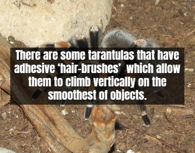 Terrifying Facts About Tarantula