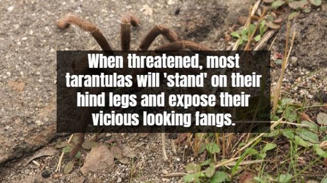 Terrifying Facts About Tarantula
