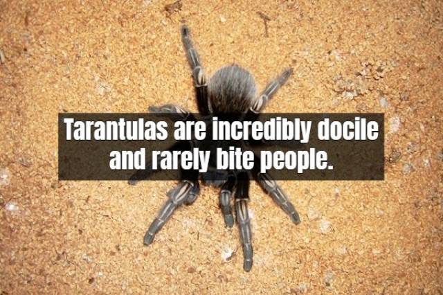 Terrifying Facts About Tarantula