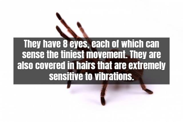 Terrifying Facts About Tarantula