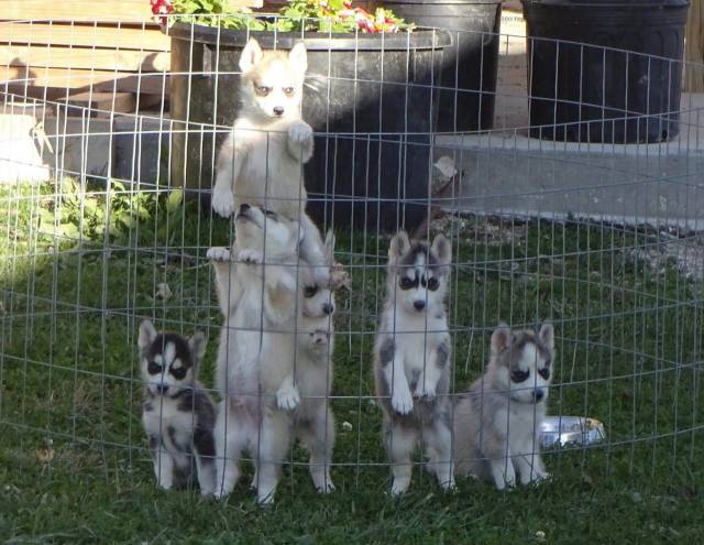 Daily Picdump