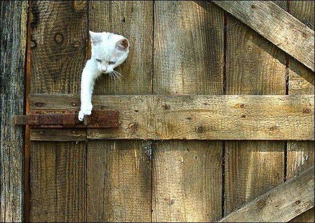Daily Picdump