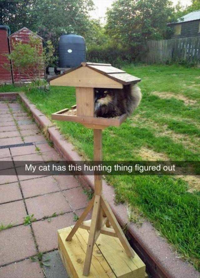 Daily Picdump