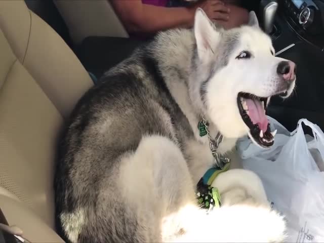 Stubborn Husky Refuses To Give Up Front Seat