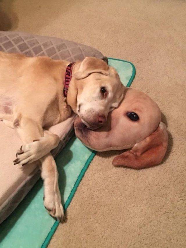 Daily Picdump