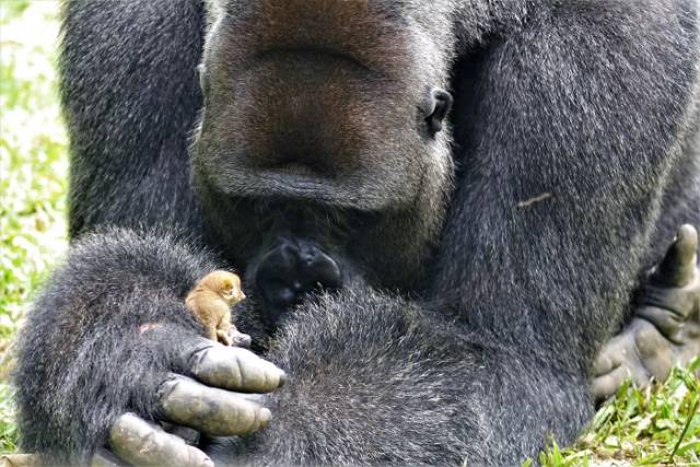 Even Giant Apes Have Little Friends