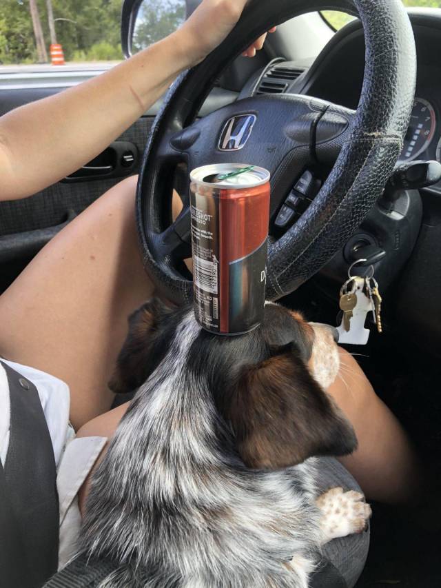 Daily Picdump