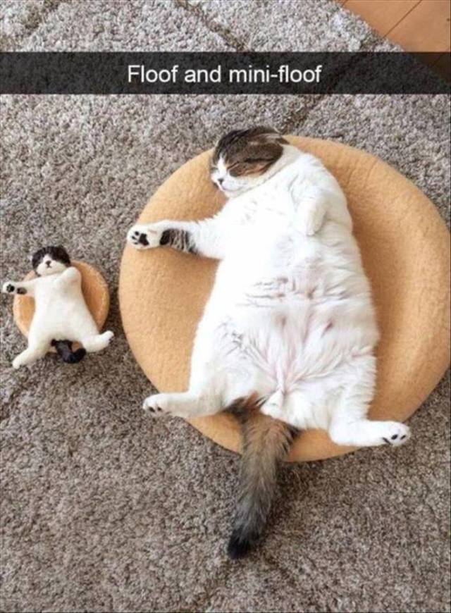 Daily Picdump