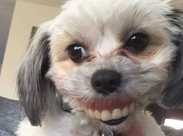 Never Leave Your Dentures When Your Dog Is Around!