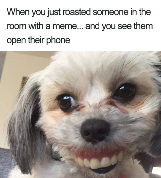 Never Leave Your Dentures When Your Dog Is Around!