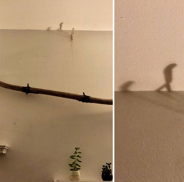 Shadows That Refused To Look Like Their Owners