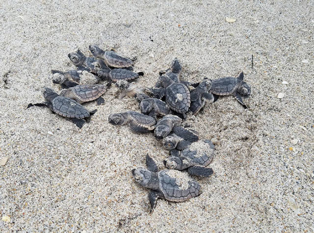 Sea Turtles Are Coming Back To Their Nesting Sites After Those Have Been Cleaned Of Trash, And It Really Looks Like We Can Save Our World