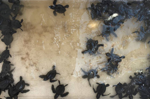 Sea Turtles Are Coming Back To Their Nesting Sites After Those Have Been Cleaned Of Trash, And It Really Looks Like We Can Save Our World