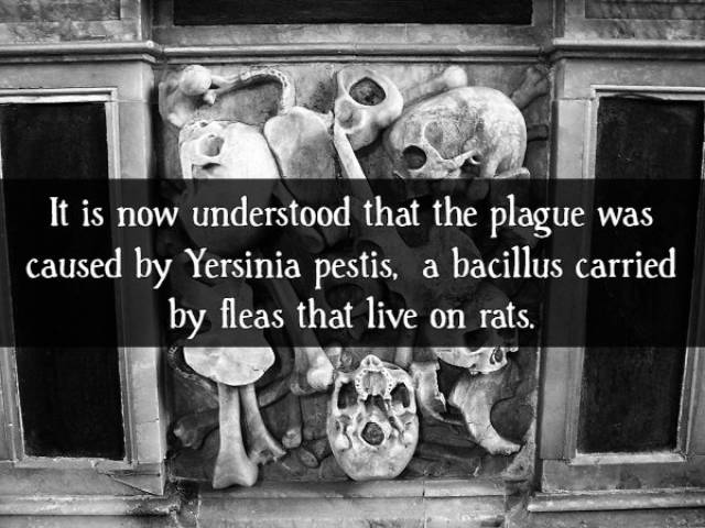 Contagious Facts About “The Black Death”