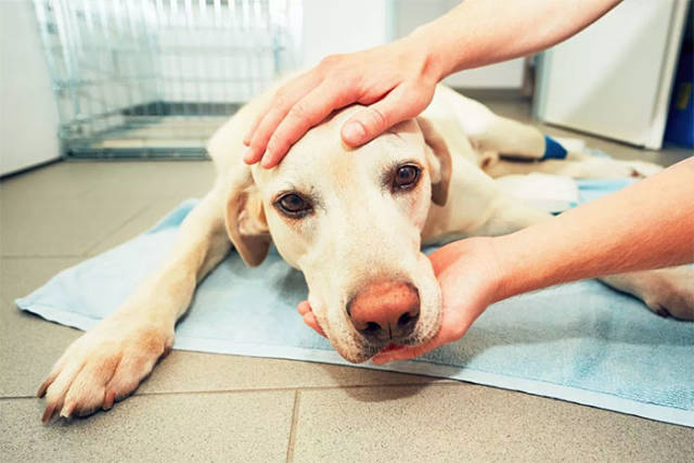 Here’s What Pet Owners Should Know About Putting Them Down