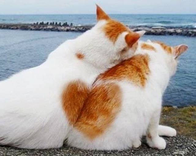 There Might Never Be Another Photo Like These Ones