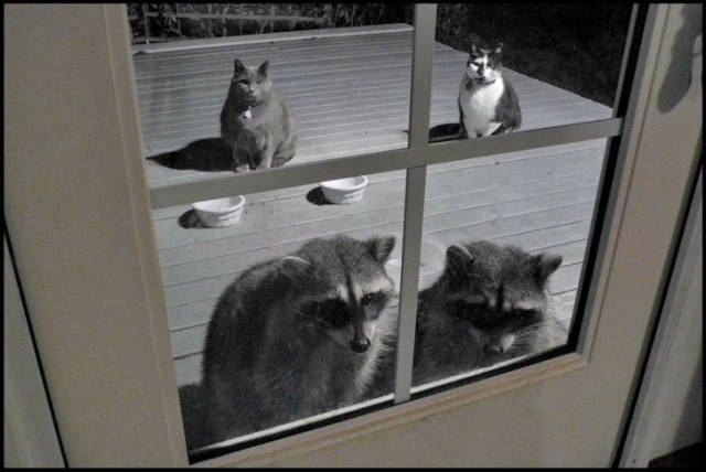 There Might Never Be Another Photo Like These Ones