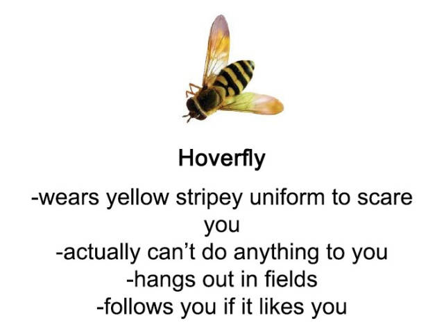 “A Comprehensive Guide to Yellow Stripey Things” Is What You Definitely Need To Know