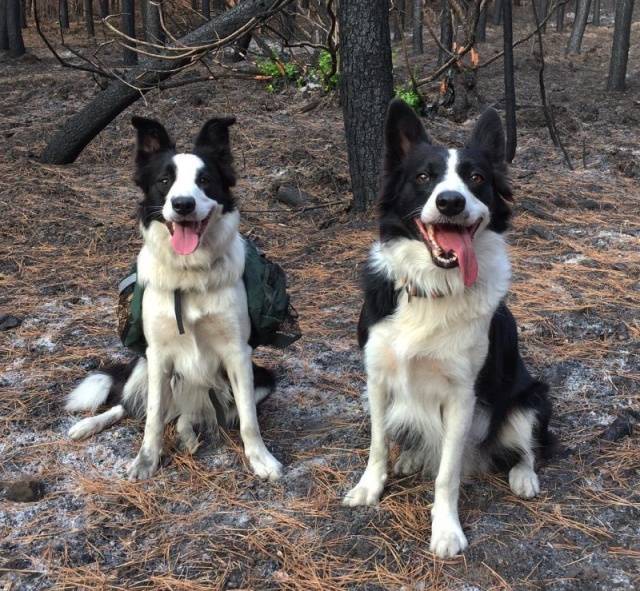 Dogs Restore Forests After Those Have Been Burned