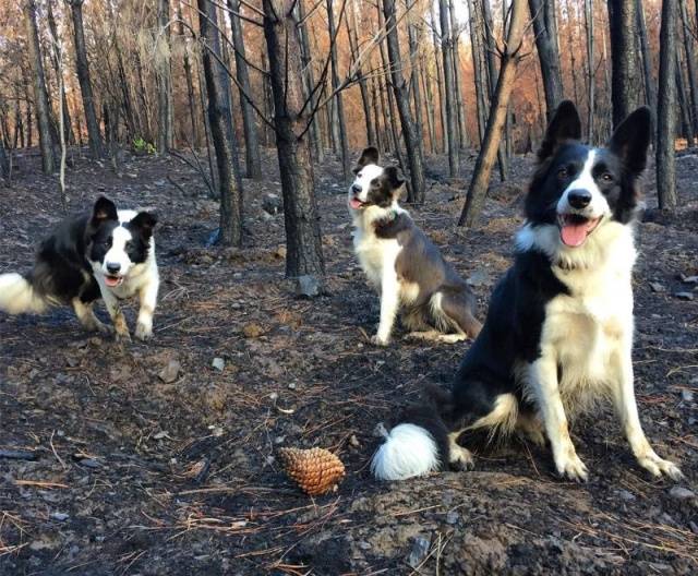 Dogs Restore Forests After Those Have Been Burned